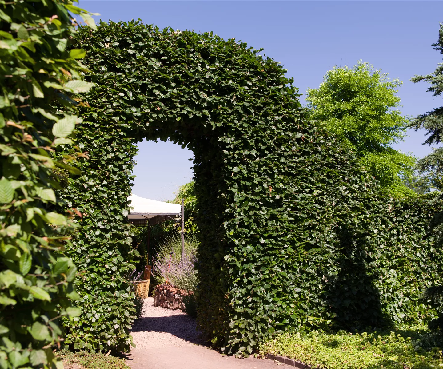 Die Wilden – Wildgehölze erfreuen Gärtner und heimische Tiere
