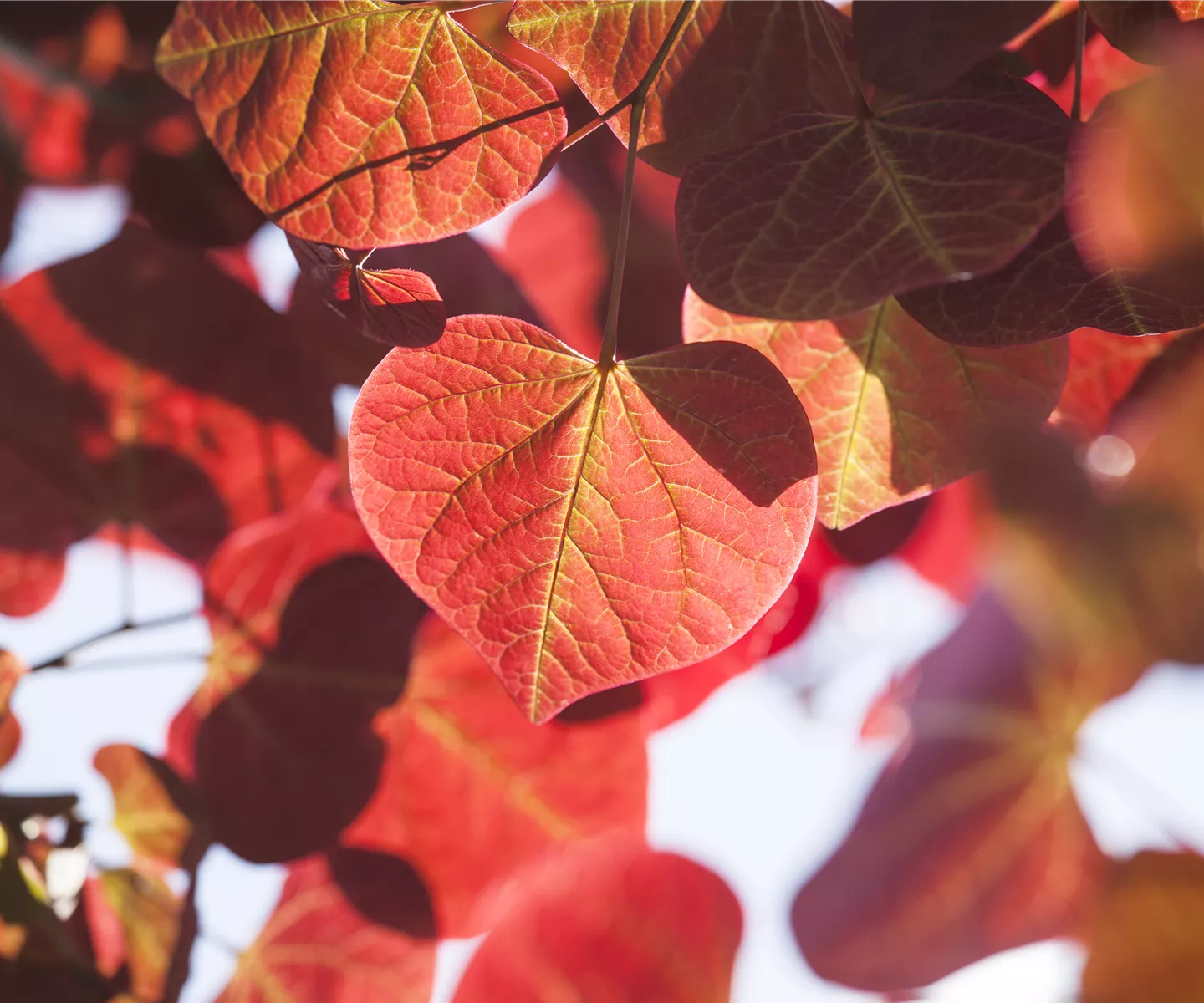 Igelheim, Dünger und Co.: überschüssiges Laub sinnvoll einsetzen