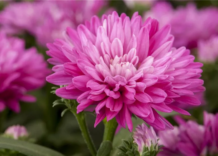 Astern – Die Stars in Ihrem Garten Astern – Die Stars in Ihrem Garten