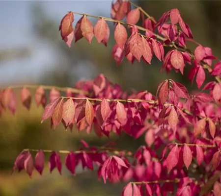 Was tun mit dem Herbstlaub?