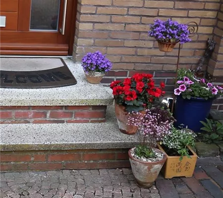 Kübelpflanzen windsicher machen