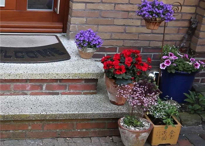 Kübelpflanzen windsicher machen Kübelpflanzen windsicher machen