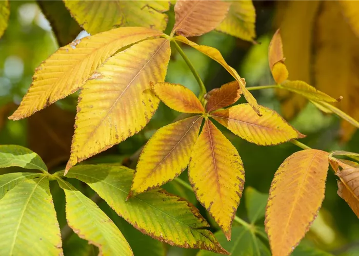 Was krabbelt und kriecht da im Kastanienlaub? Was krabbelt und kriecht da im Kastanienlaub?