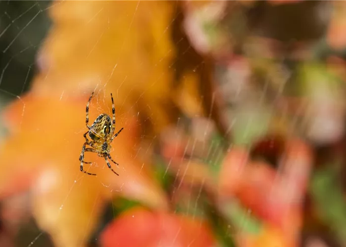 Spinne, Schnecke und Co. schützen: Laubsauger vermeiden Spinne, Schnecke und Co. schützen: Laubsauger vermeiden