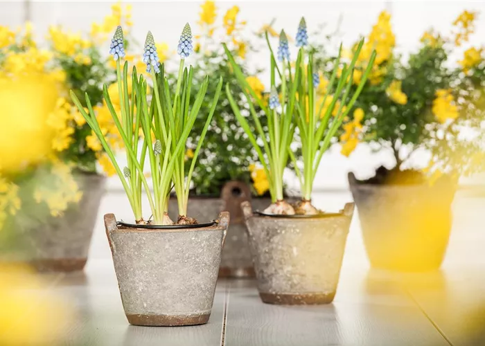 Zwiebeln pflanzen Zwiebeln pflanzen