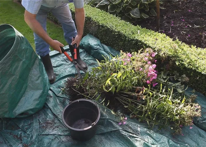 Phlox - Teilen und Vermehren