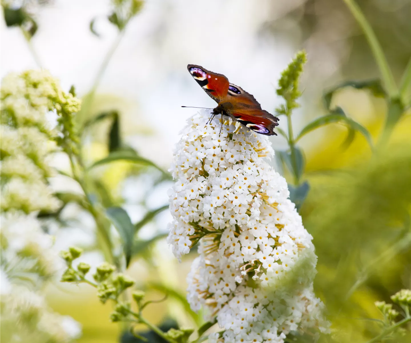Der Naturgarten: der Ausgleich zum Arbeitsalltag