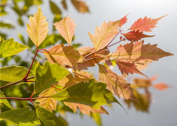 Der herbstliche Garten schön in Form Der herbstliche Garten schön in Form