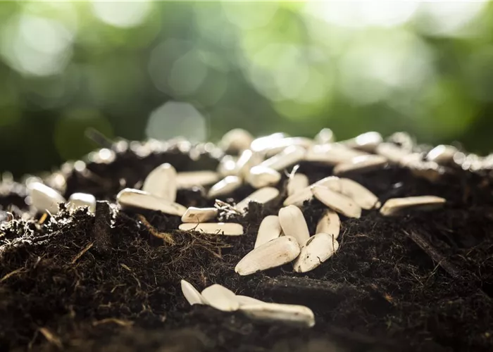 Sämereien richtig gewinnen Sämereien richtig gewinnen