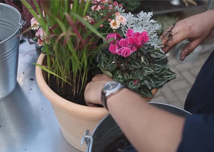 Blumenkübel - Bepflanzung für den Herbst