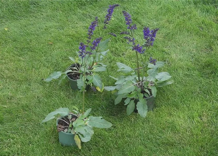 Salbei - Einpflanzen im Garten
